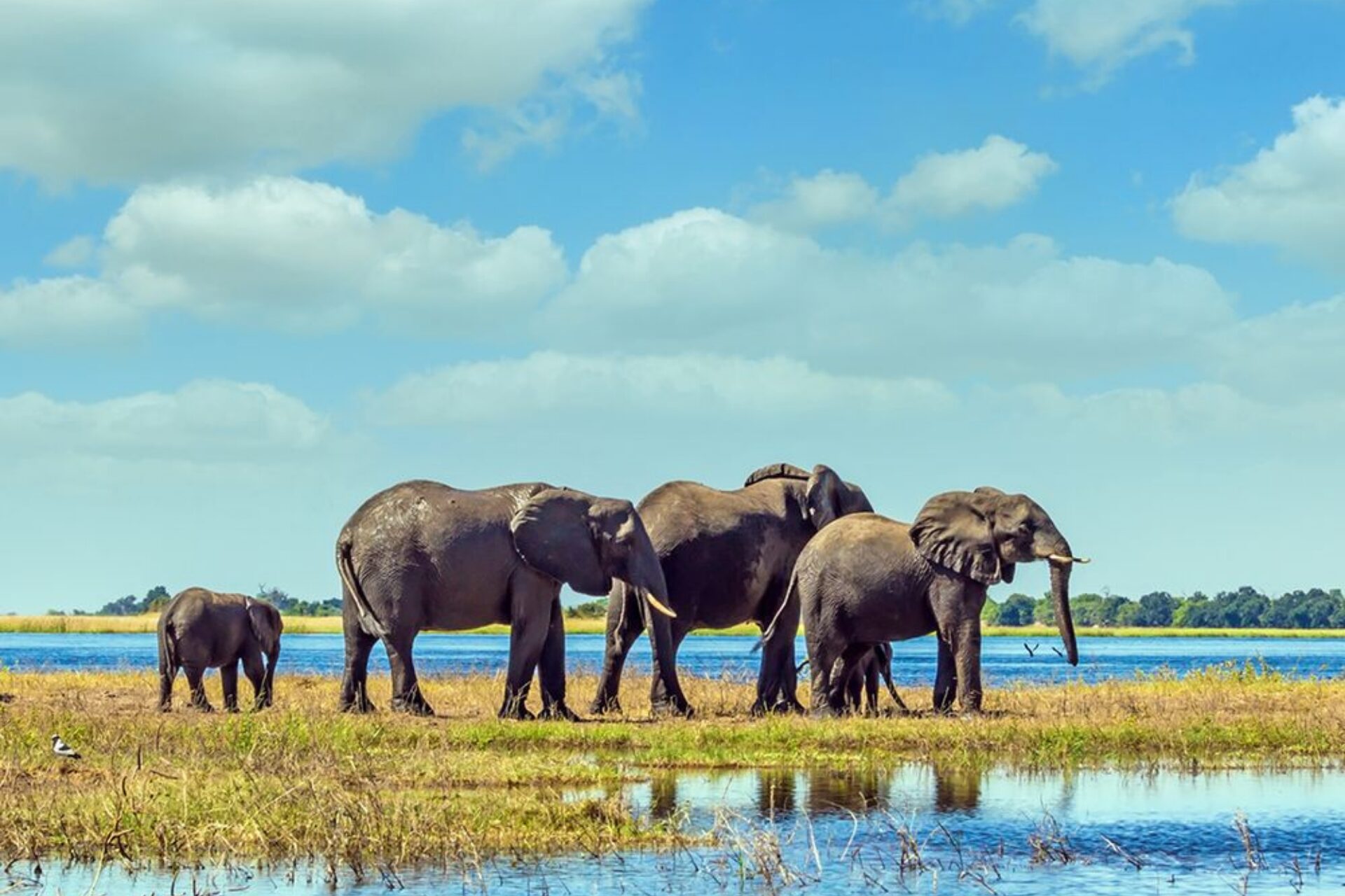 Chobe National Park